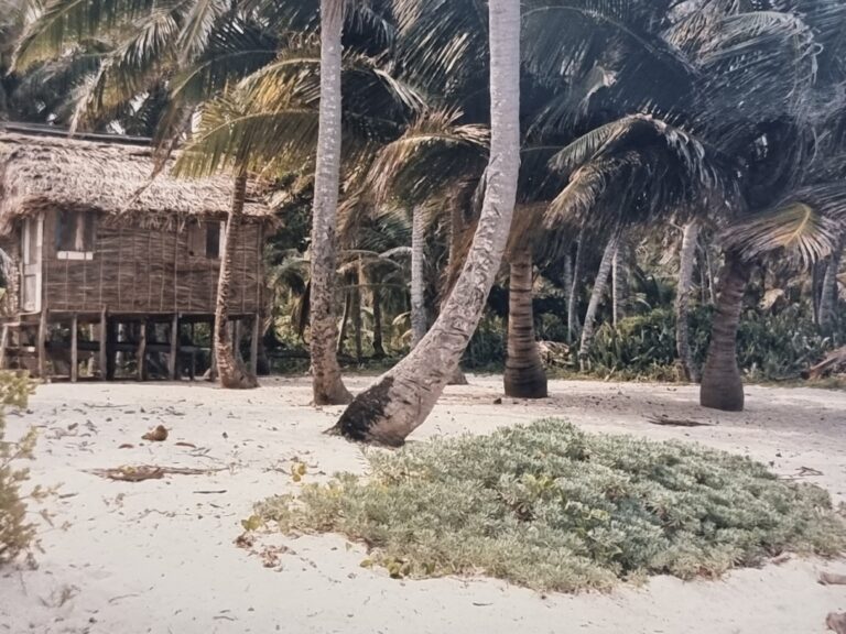 Typical bush house made of wildcane & palmetto leaf ‘thatching’ in The Bight, Helene