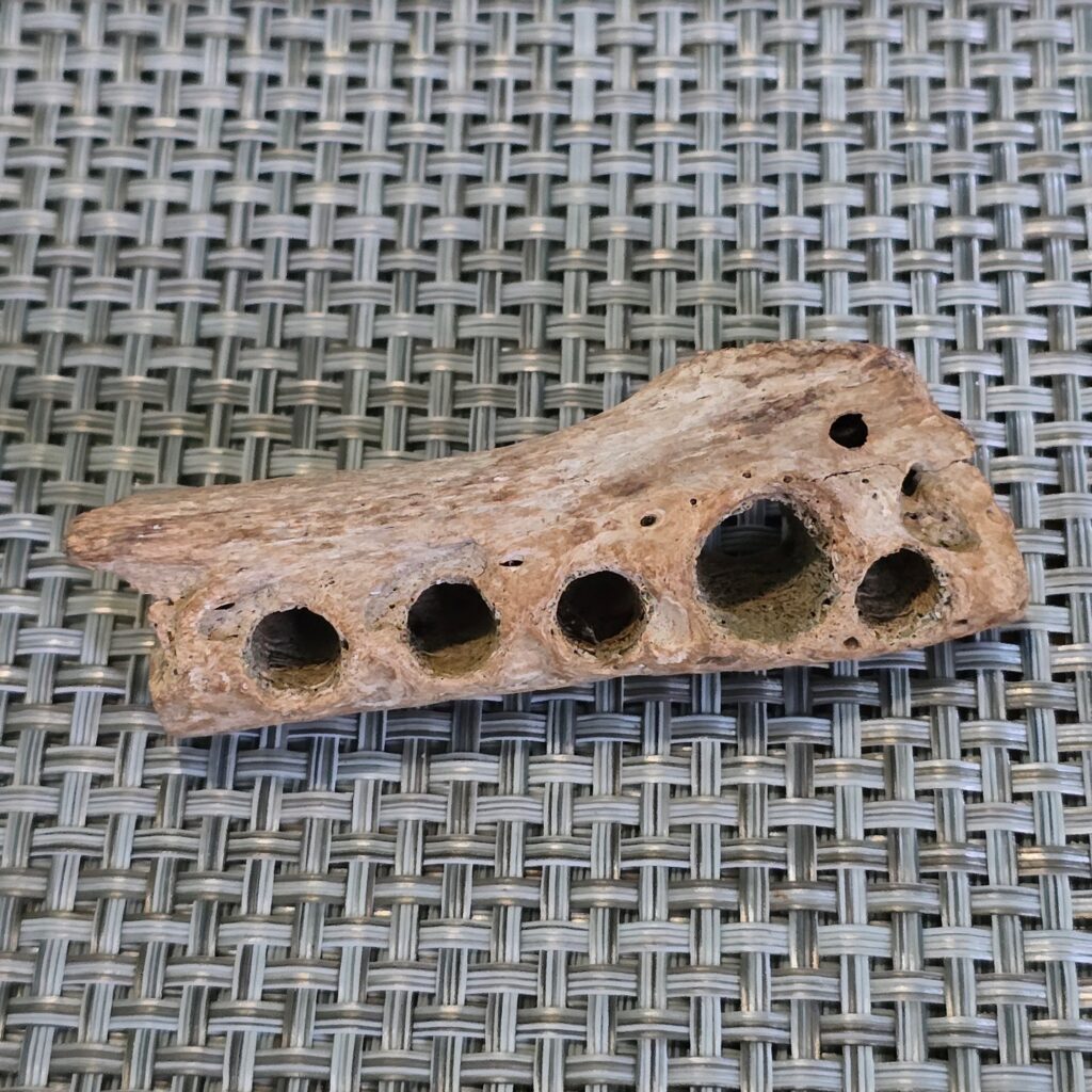 Figure 11 simple flute fashioned out of a bone