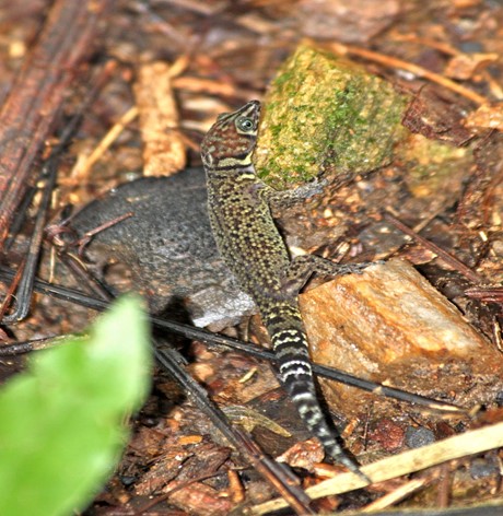 Bay Islands Least Gecko – ‘Sphaerodactylus Rosaurae’ Discovered by Dr. H W Parker and named after the MY Rosaura