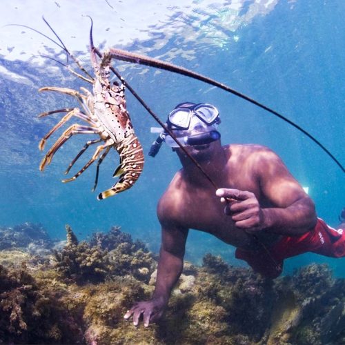 lobster diver